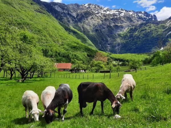 Apartment Pretner, Lepena Soča エクステリア 写真